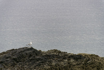 High angle view of seagull perching on rock by sea