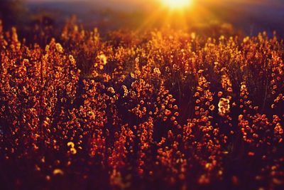 Close-up of flowers growing in field