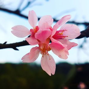 Close-up of pink flowers blooming against sky