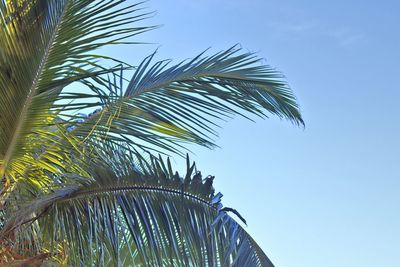 Low angle view of palm tree against clear blue sky