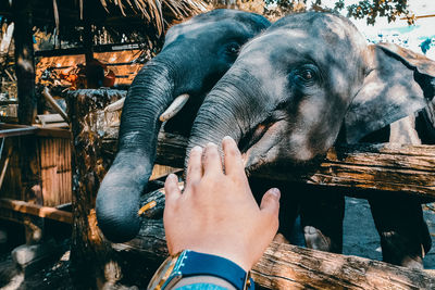 Midsection of person stretching for the elephants