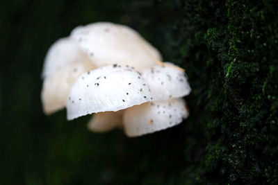 Close-up of white mushrooms