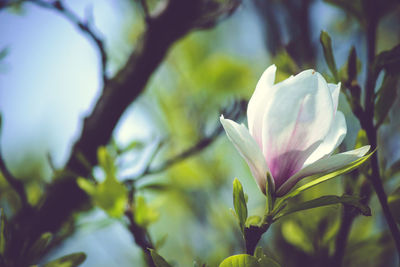 Close-up of white flowers