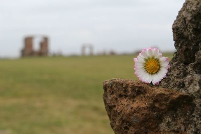 Close-up of flower blooming outdoors