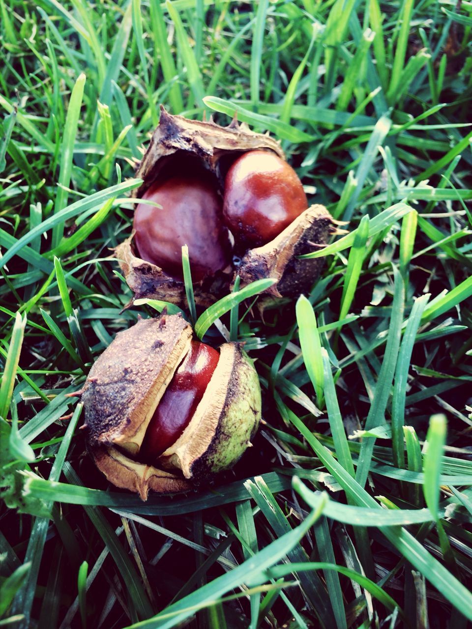 grass, field, mushroom, fungus, growth, grassy, green color, nature, close-up, toadstool, edible mushroom, outdoors, brown, vegetable, day, snail, freshness, no people, beauty in nature, food and drink