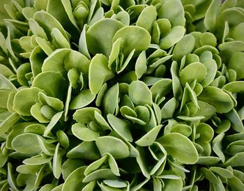 Full frame shot of succulent plants