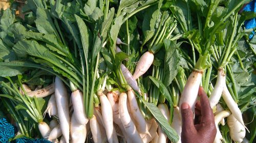 Cropped hand of person holding radish at market stall