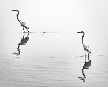 Birds on a lake