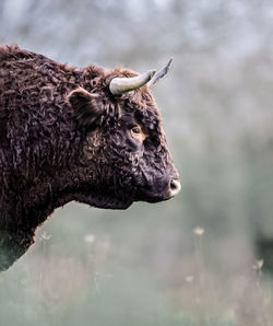 Close-up of an animal