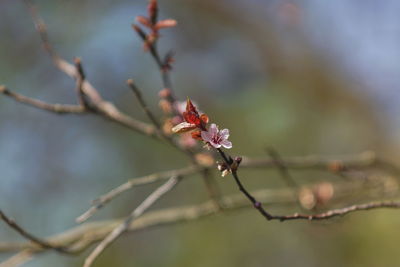 Close-up of red flowering plant on branch