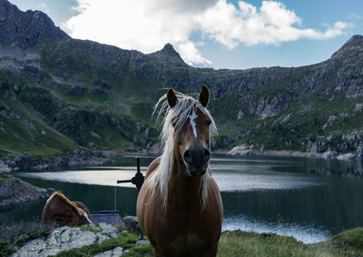 Summer in the italian alps