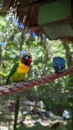 animal themes
