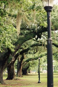 Trees growing in park