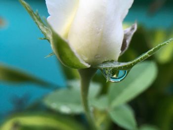 Close-up of wet flower