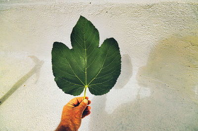 Close-up of hand holding plant against wall