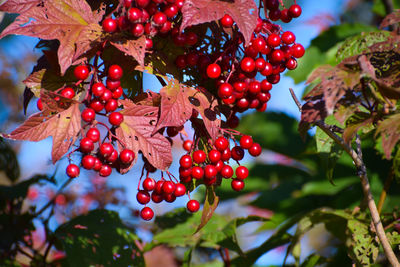 Red berries growing on tree