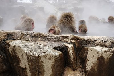 Monkeys on rock in hot spring during winter