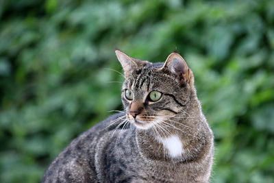 Close-up portrait of cat