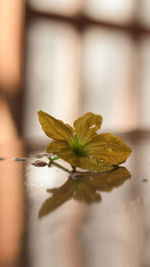 Close-up of flower on table