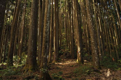 Trees growing in forest