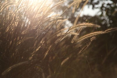 Close-up of stalks in field against sky