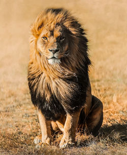Lioness running on field