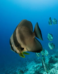 Fish swimming in sea