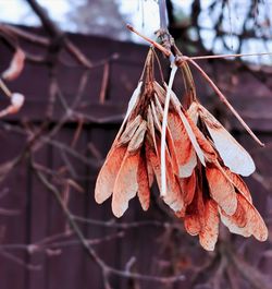 Close-up of dry leaves on plant