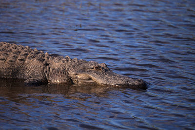 American alligator also called alligator mississippiensis basks at the edge of a river bank 