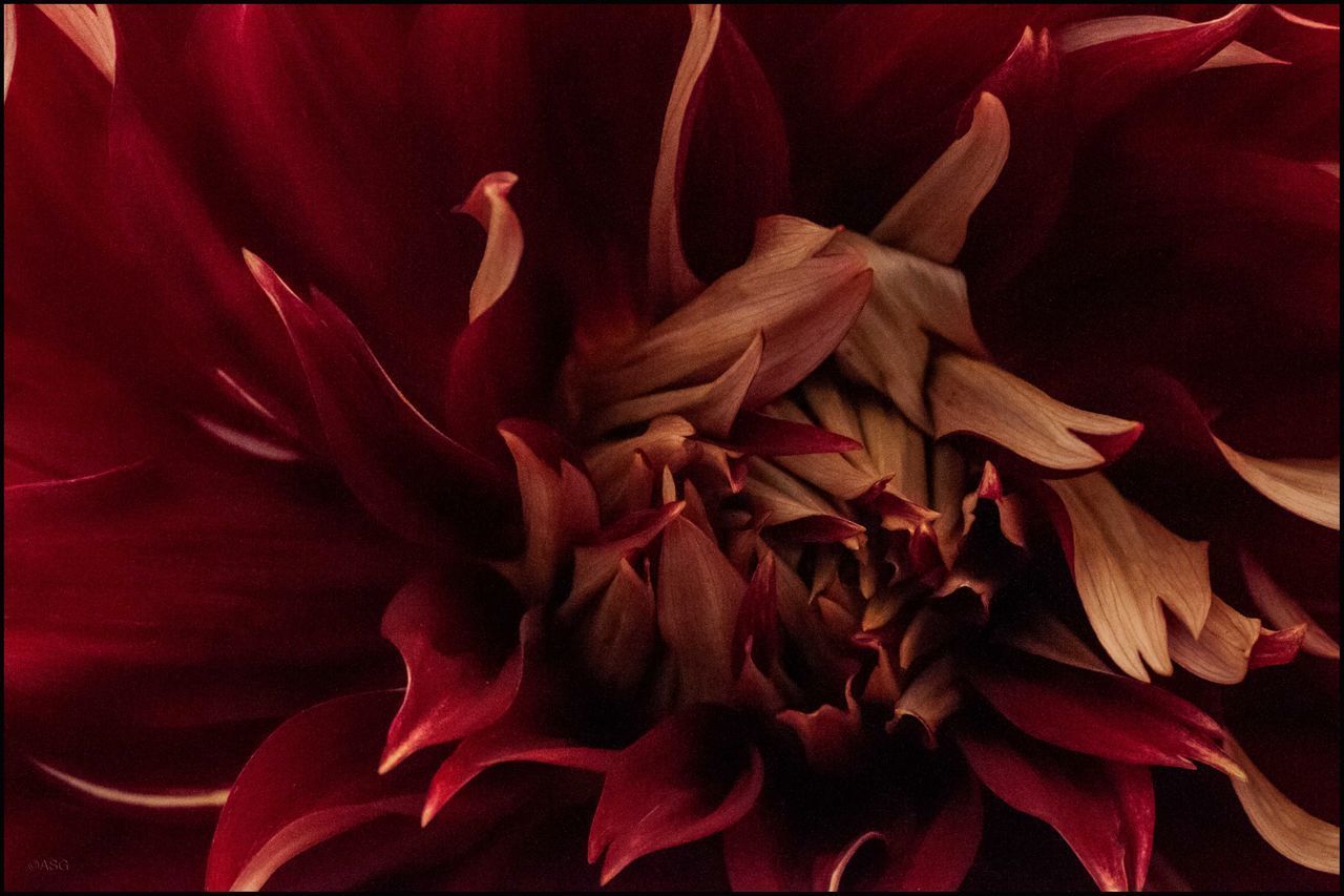 FULL FRAME SHOT OF RED FLOWER HEAD