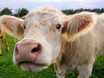 Close-up portrait of a sheep on field