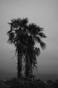 Low angle view of palm tree against clear sky