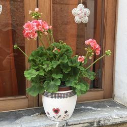 Potted plant against red flowers