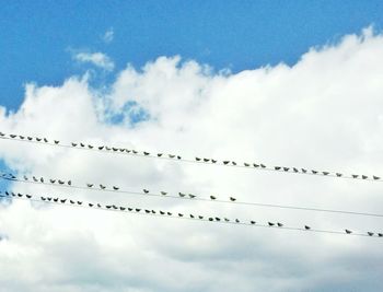 Low angle view of birds perching on power line