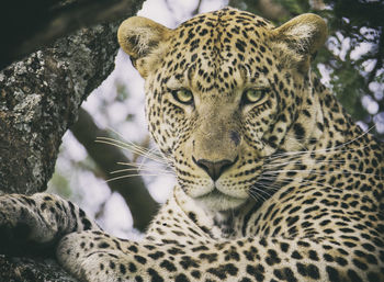 Close-up of leopard on branch