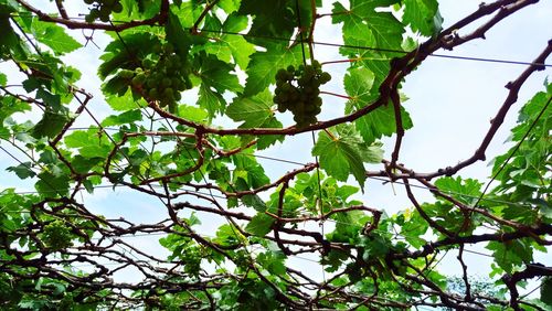 Low angle view of tree against sky