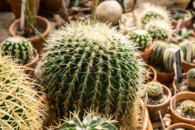 High angle view of succulent plants on field