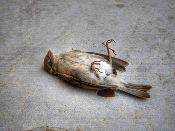 High angle view of cat sleeping on floor