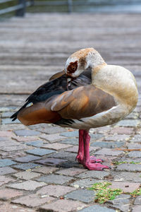 Close-up of bird