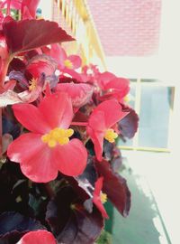 Close-up of flowers blooming outdoors