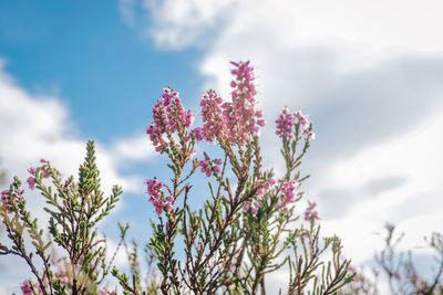 Low angle view of pink flowering plant against sky