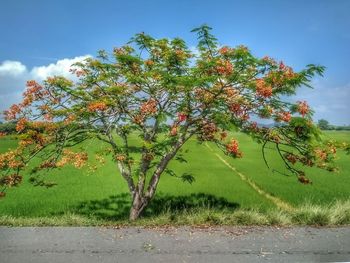 Tree on field against sky