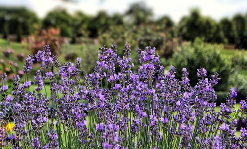 flowering plant