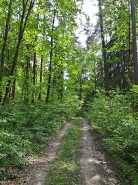 Dirt road amidst trees in forest