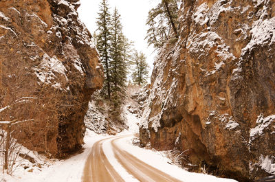 Road amidst trees during winter