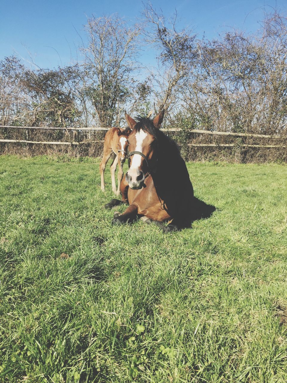 domestic animals, grass, animal themes, mammal, one animal, pets, field, dog, grassy, livestock, horse, tree, sunlight, nature, fence, outdoors, green color, no people, day, growth