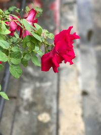 Close-up of red flowers blooming outdoors