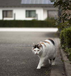 Cat walking in a building