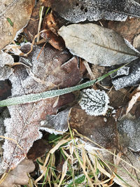 High angle view of dry leaves on snow covered land