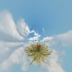 Low angle view of flowering plant against sky